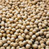 2022 Hasadı Soya Fasulyesi