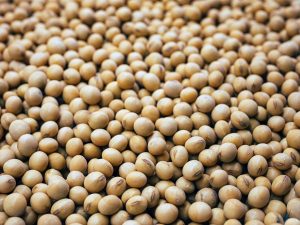 2022 Hasadı Soya Fasulyesi