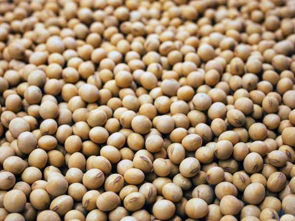 2023 Hasadı Soya Fasulyesi